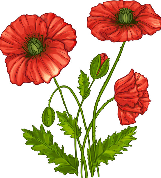 罂粟花图片下载