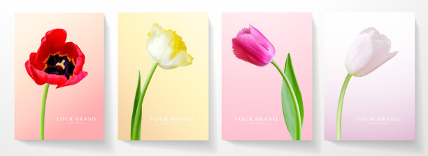夏季封面设计套装。红色，黄色，紫色，白色的郁金香花在五颜六色的背景图片下载
