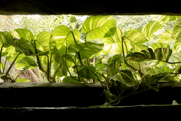 植物学植物图片下载