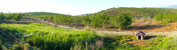 核桃字段图片下载