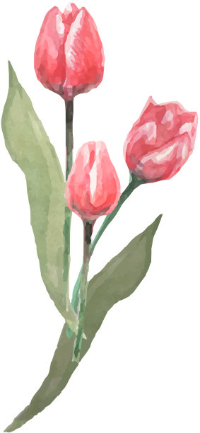 花束郁金香3月8日春季假期图片下载