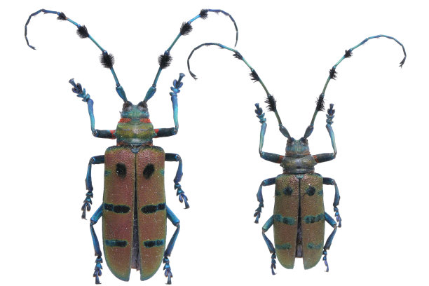 长角甲虫标本:Diastocera wallichi (Hope)图片下载