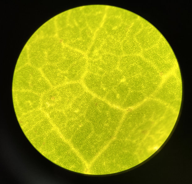 绿色气孔植物细胞在显微镜下发现。图片下载