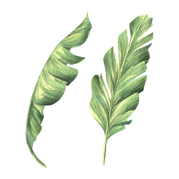 热带香蕉棕榈叶。对象来自大的CUBA集合。水彩插图。用于装饰设计，制作明信片、海报、印刷品、图案、请柬、证书、标志等。图片下载
