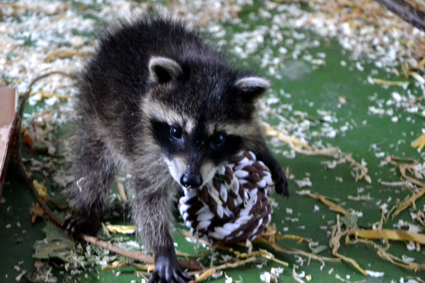 可爱的小浣熊宝宝肖像图片下载