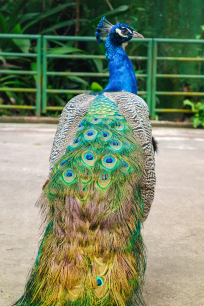 美丽多彩的孔雀，近距离观察图片下载