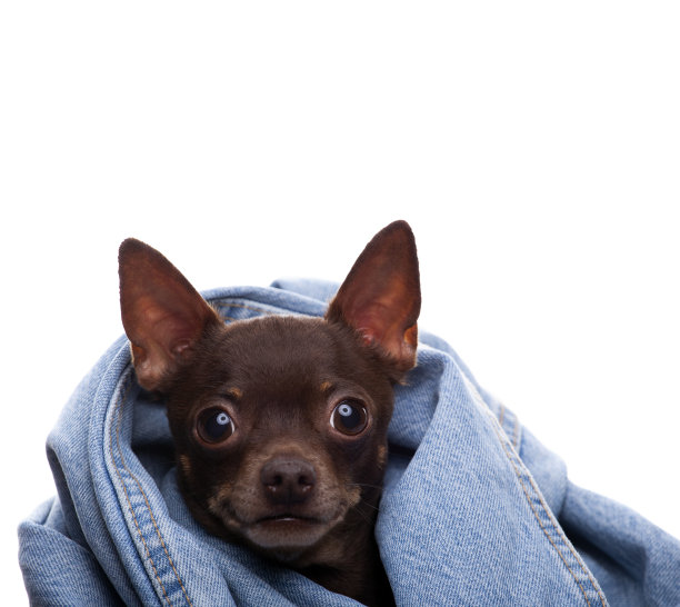 图片狗牛仔裤白色背景图片下载