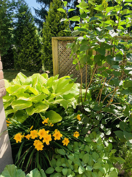 后院的花园图片下载