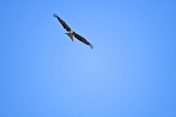 一只鹰在飞翔图片下载