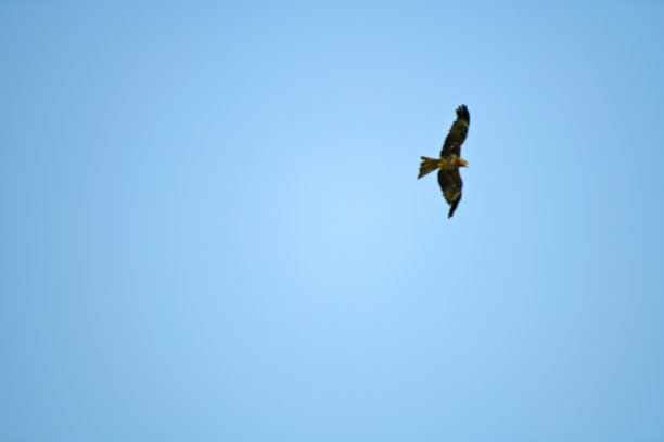 一只鹰在飞翔图片下载