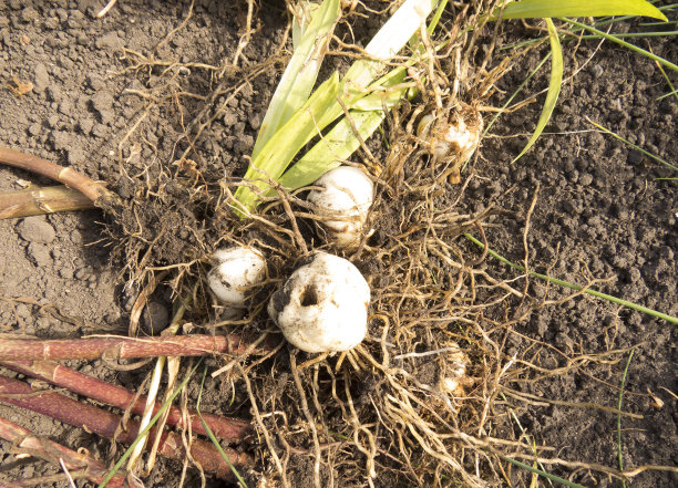 有根和茎的百合鳞茎。鲜花农场，花市，商店的美丽照片。图片下载