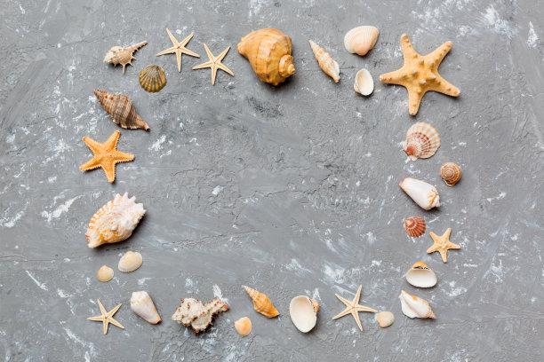 彩色背景上的夏日时光概念。贝壳从海洋海岸的形状框与文字顶部的空间分开图片下载