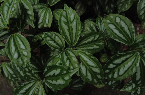 铝叶草或西瓜皮草（Pilea cadierei）植物特写图片下载