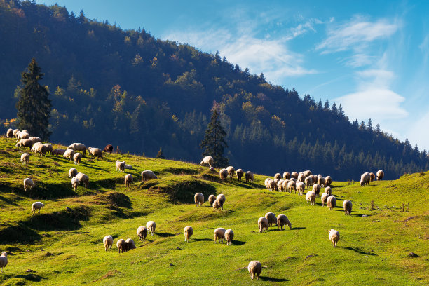一群羊在山上吃草图片下载