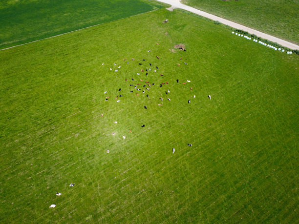 航拍：红色荷斯坦奶牛在草地上吃草，日落时分影子拉长，这些奶牛通常用于乳制品生产图片下载