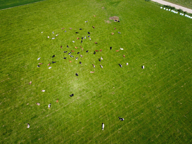 航拍：红色荷斯坦奶牛在草地上吃草，日落时分影子拉长，这些奶牛通常用于乳制品生产图片下载