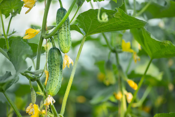温室里长在树枝上的黄瓜图片下载
