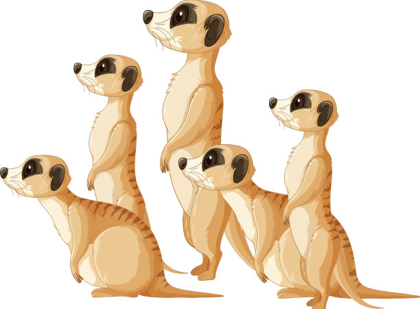 猫鼬群的侧面图图片下载