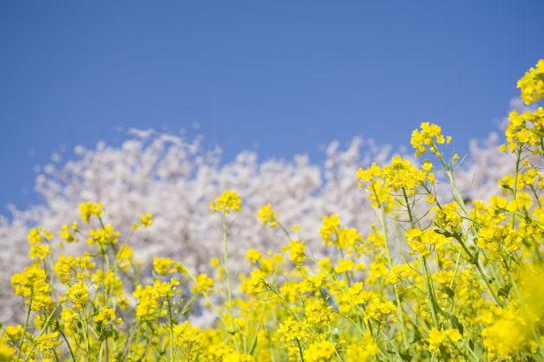 油菜花和樱花图片下载