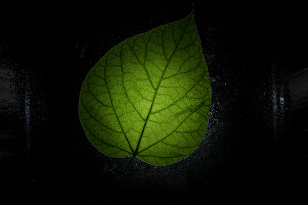 一片明亮的绿叶映衬着黑色的背景。新鲜的梓树叶子在潮湿的表面。植物叶子的质地。特写镜头。有选择性的重点。低调。图片下载