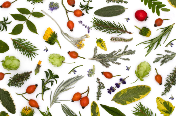 俯视图，五彩缤纷的夏季组成在红色和黄色调的花朵，浆果，草药的叶子和种子白色背景，平坦的铺设图片下载