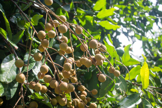 农场新鲜龙眼树图片下载