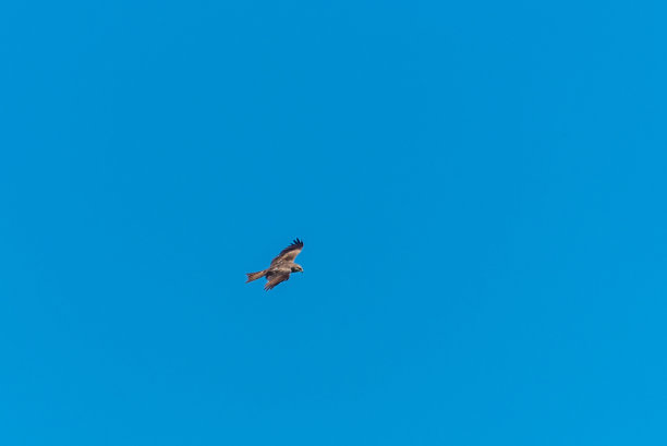 猛禽空中的秃鹰。图片下载