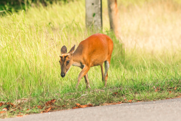 吠鹿(Muntiacus vaginalis)独自走在草地上。图片下载