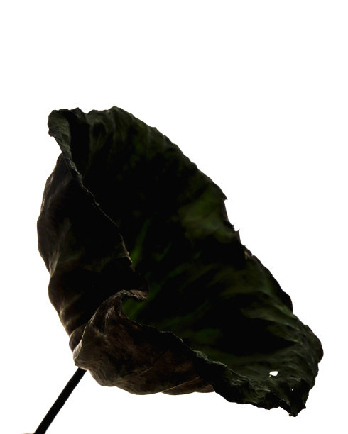 光影荷叶照片拍摄图片下载