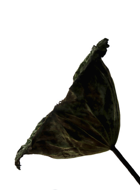 光影荷叶照片拍摄图片下载