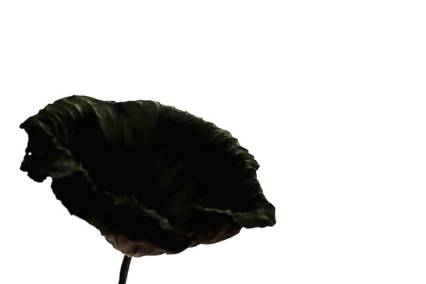 光影荷叶照片拍摄图片下载