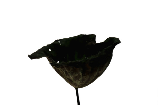 光影荷叶照片拍摄图片下载