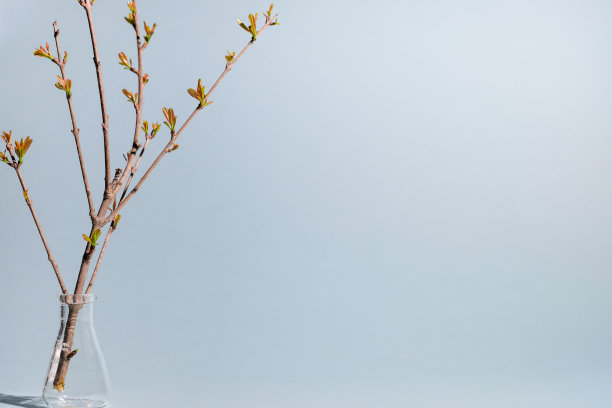 实验室设备中的植物，蓝色背景留白。清洁自然的美容产品和医疗理念。图片下载
