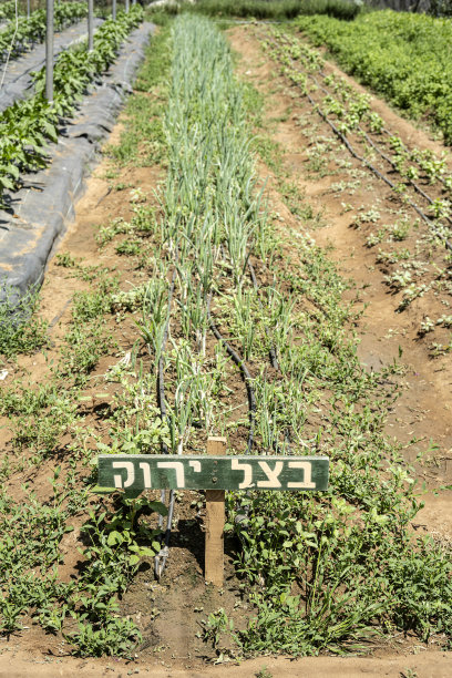 有机花园中的葱图片下载