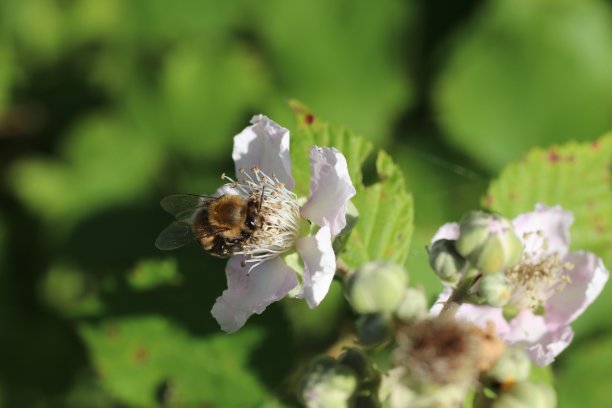 春天，新开的黑莓和蜜蜂在花丛中飞舞图片下载