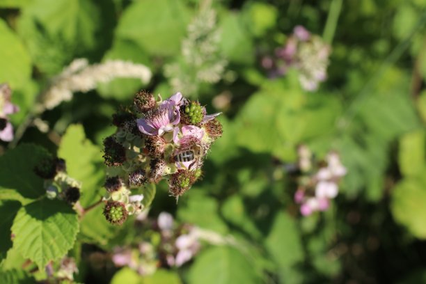 春天，新开的黑莓和蜜蜂在花丛中飞舞图片下载