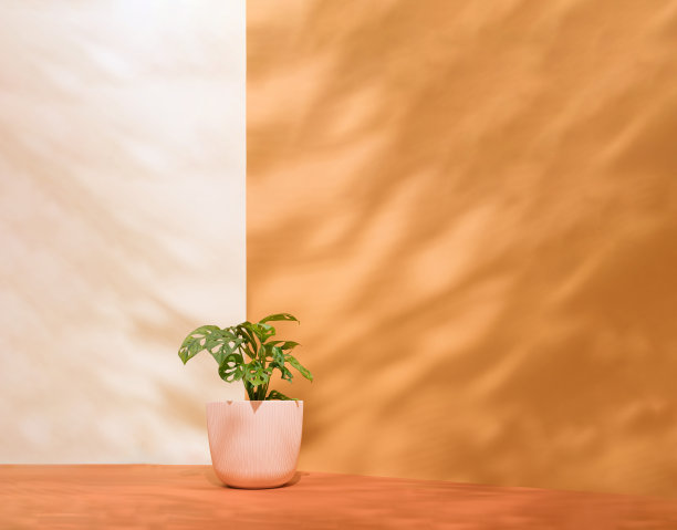 Monstera adansonii (Monstera Obliqua Miq)“猴叶”在浅粉色花盆孤立在珊瑚和马鞍棕色背景。温暖的基调。光影的游戏。早上好，夏天花草爱好者概念。图片下载