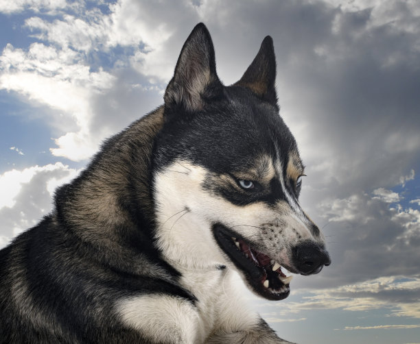 录音棚里的西伯利亚哈士奇图片下载