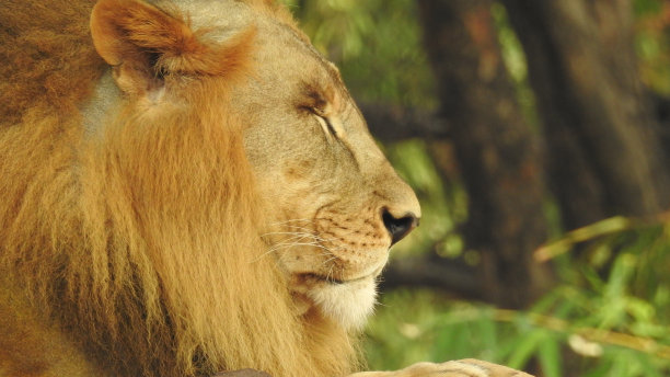 狮子和母狮子躺在地上互相玩耍。近距离看与树木和绿叶在大自然的背景母狮。狮子和母狮子躺在地上互相玩耍。后面有树和绿叶的母狮的特写图片下载