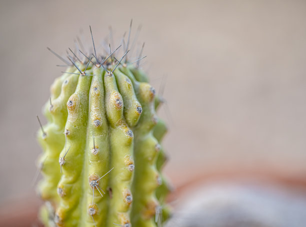 户外绿色仙人掌植物的特写。图片下载