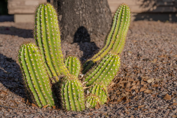 可爱的仙人掌种植在亚利桑那州的一个社区的草坪上图片下载