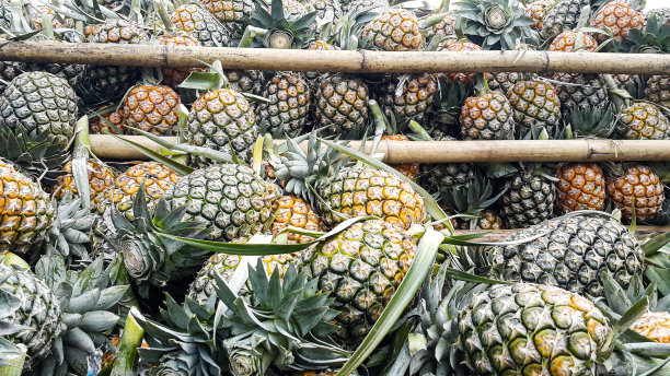 农场出产的新鲜菠萝待售图片下载