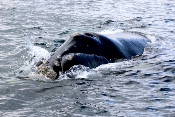 露脊鲸图片下载