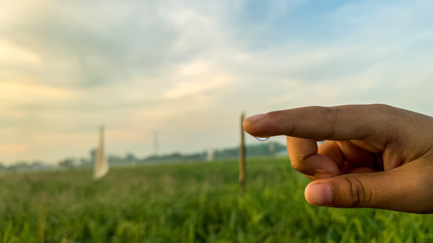 一个男孩的手指上有露珠，指着稻田。图片下载