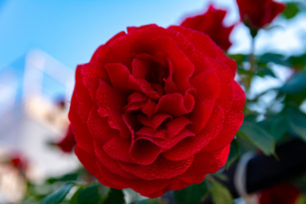 美丽的红玫瑰在露珠图片下载