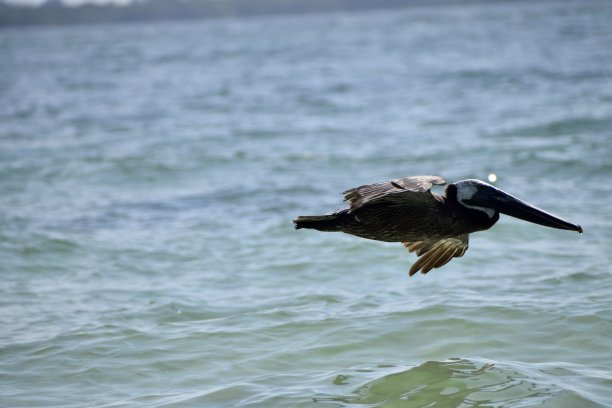 鹈鹕水上飞行图片下载