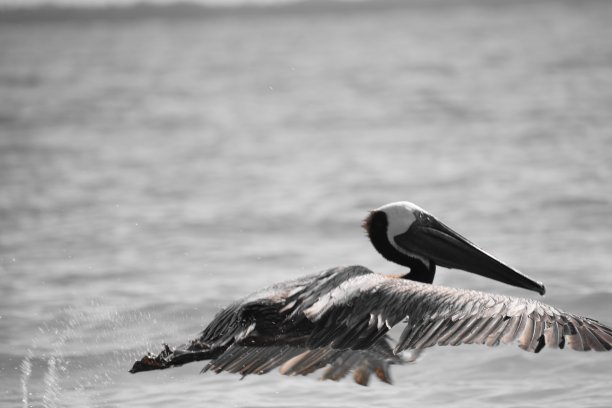 鹈鹕飞行图片下载