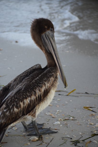 鹈鹕在海岸线图片下载
