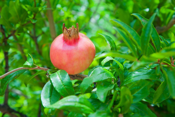 成熟的石榴挂在枝头图片下载