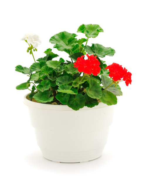 漂亮的天竺葵花盆。图片下载